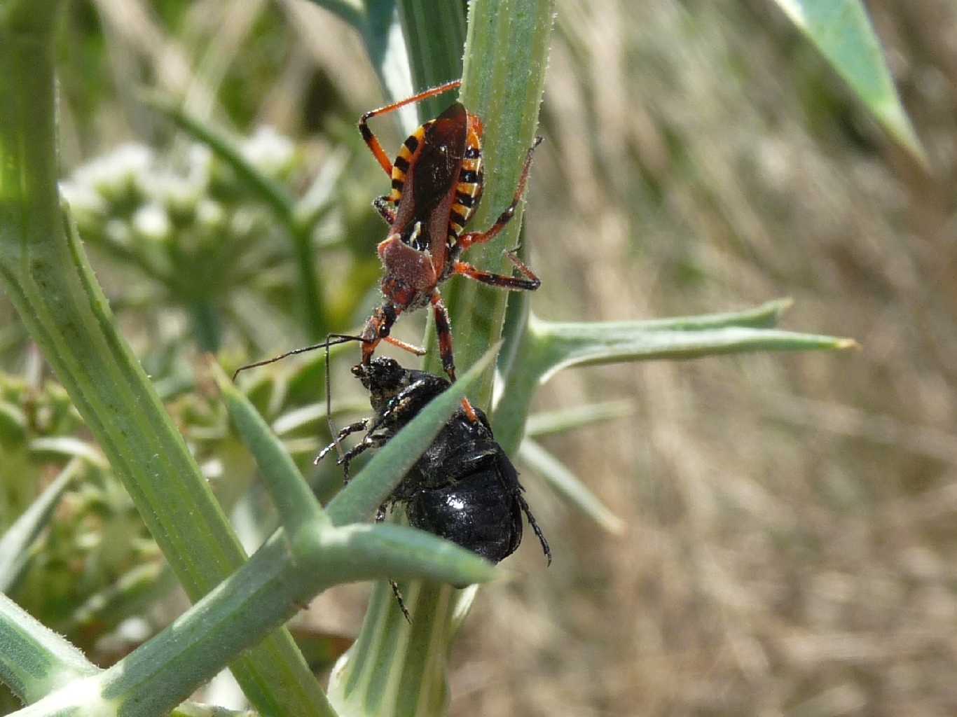 Rhynocoris erythropus in accoppiamento